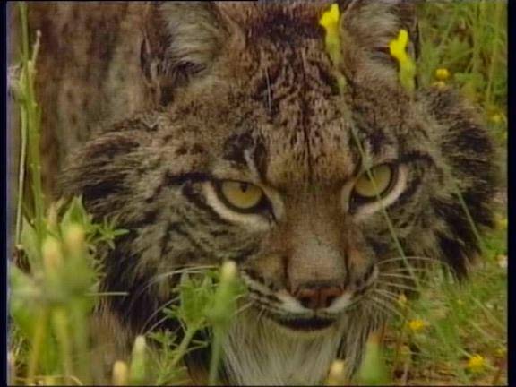 El lince ibérico es el felino más amenazado del mundo