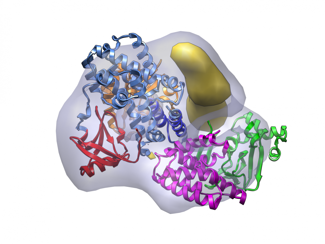 Determinan la estructura tridimensional de la proteína Epac2