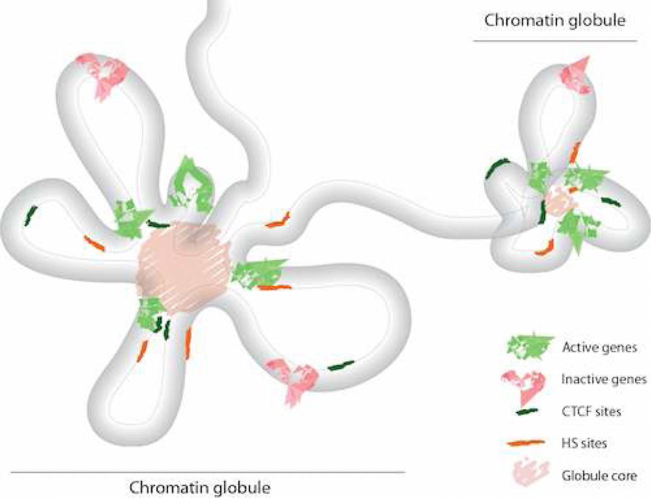 Determinan por primera vez la estructura tridimensional de parte del genoma humano