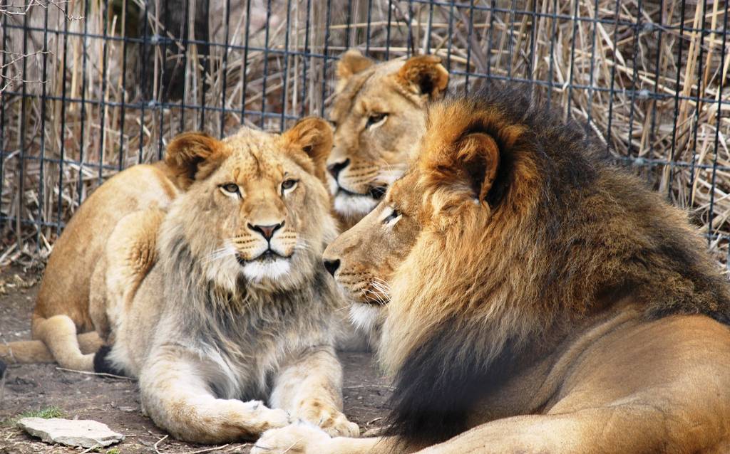 Diagnostican problemas de oído en leones cautivos