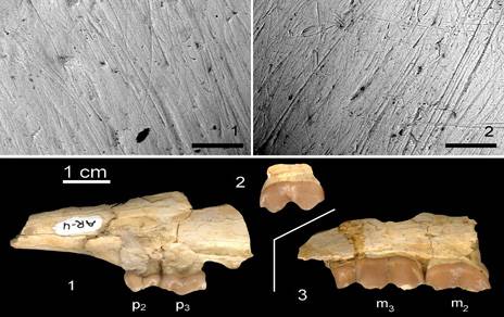 Dentición del antílope Tethytragus langa