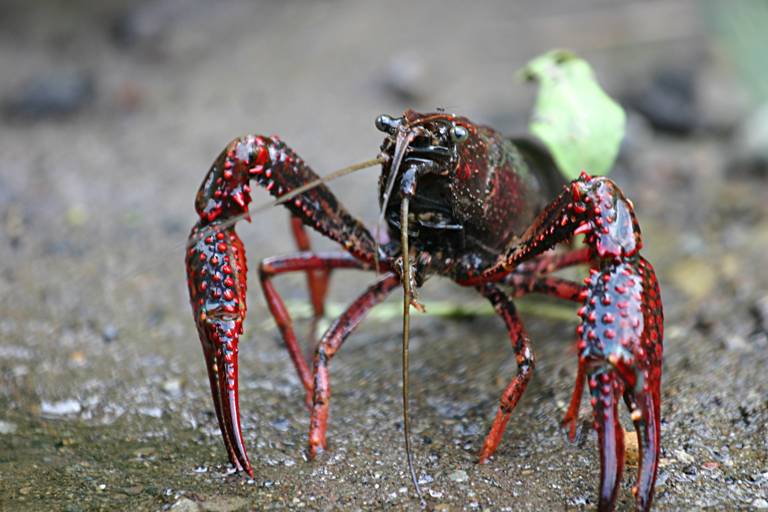Diseñan biosensores con propiedades fluorescentes a partir del cangrejo rojo del Guadalquivir