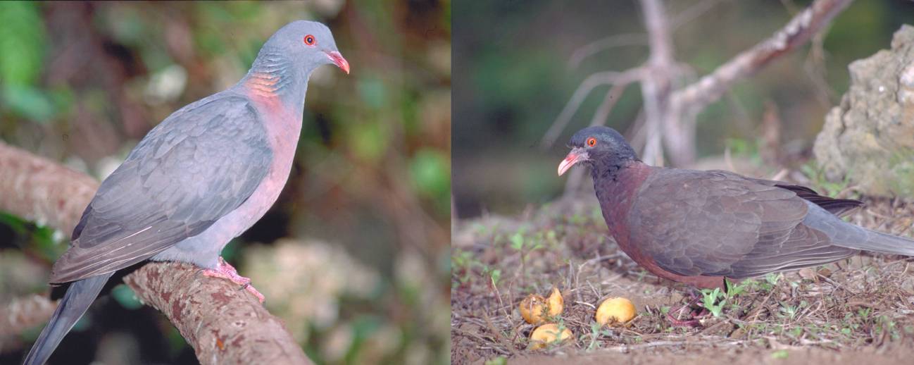 Diseñan un método de identificación molecular utilizado por primera vez en especies de aves
