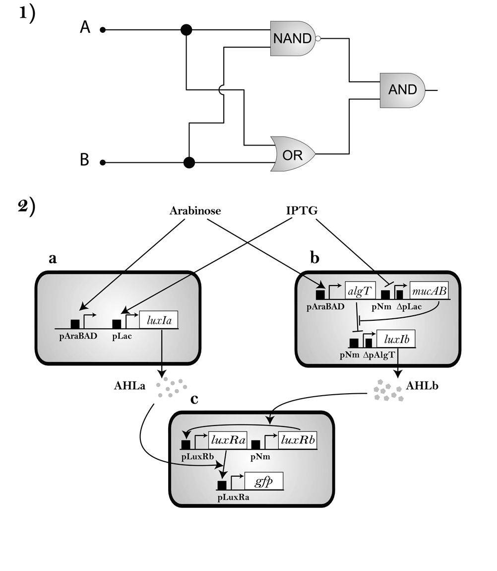 Propuesta de un circuito XOR