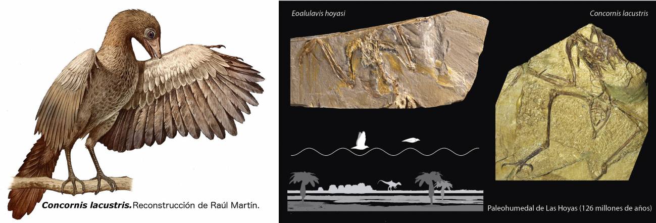 Dibujo que reconstruye el aspecto en vida del ave Concornis lacustris, realizada por Raúl Martín. Fotografías de los fósiles de Concornis lacustris y Eoalulavis hoyasi y dibujo de la trayectoria de vuelo "a saltos" en el paleohumedal de Las Hoyas. | UMA-UAM