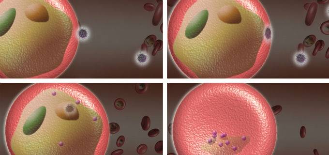 Dos tipos de nanopartículas mejoran el tratamiento contra la malaria en ratones