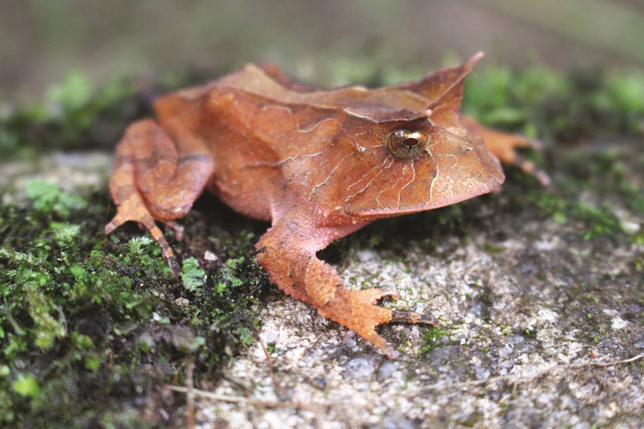 Proceratophrys boiei