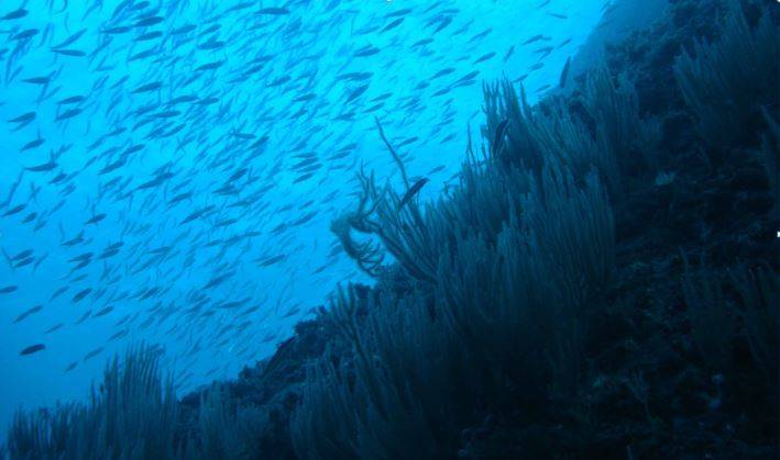 El 17 % de la biomasa de especies marinas podría reducirse por el cambio climático