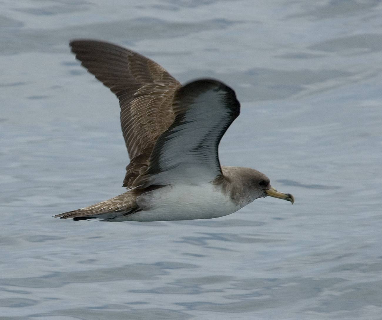 La contaminación por plásticos es una amenaza para las aves marinas de latitudes de todo el mundo. En la imagen, fragmentos de plásticos encontrados en los albatros en la isla de Hawai. Foto: Jacob González-Solís, UB-IRBio