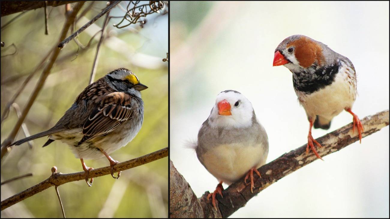 ADN ‘basura’ de las aves 