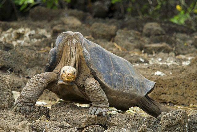 El ADN del solitario George guardaba el secreto de su longevidad y gigantismo