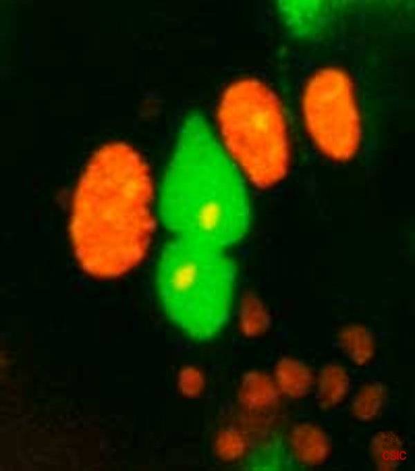 Clon de células en división durante la morfogénesis abdominal de Drosophila