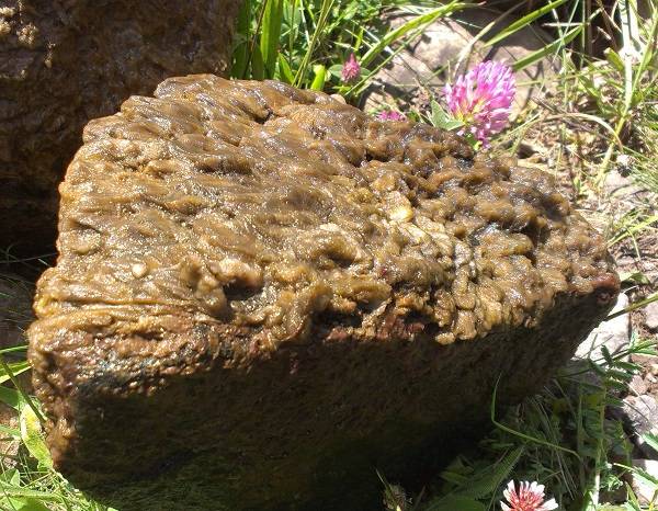 El alga invasora ‘moco de roca’ amenaza los ríos peninsulares