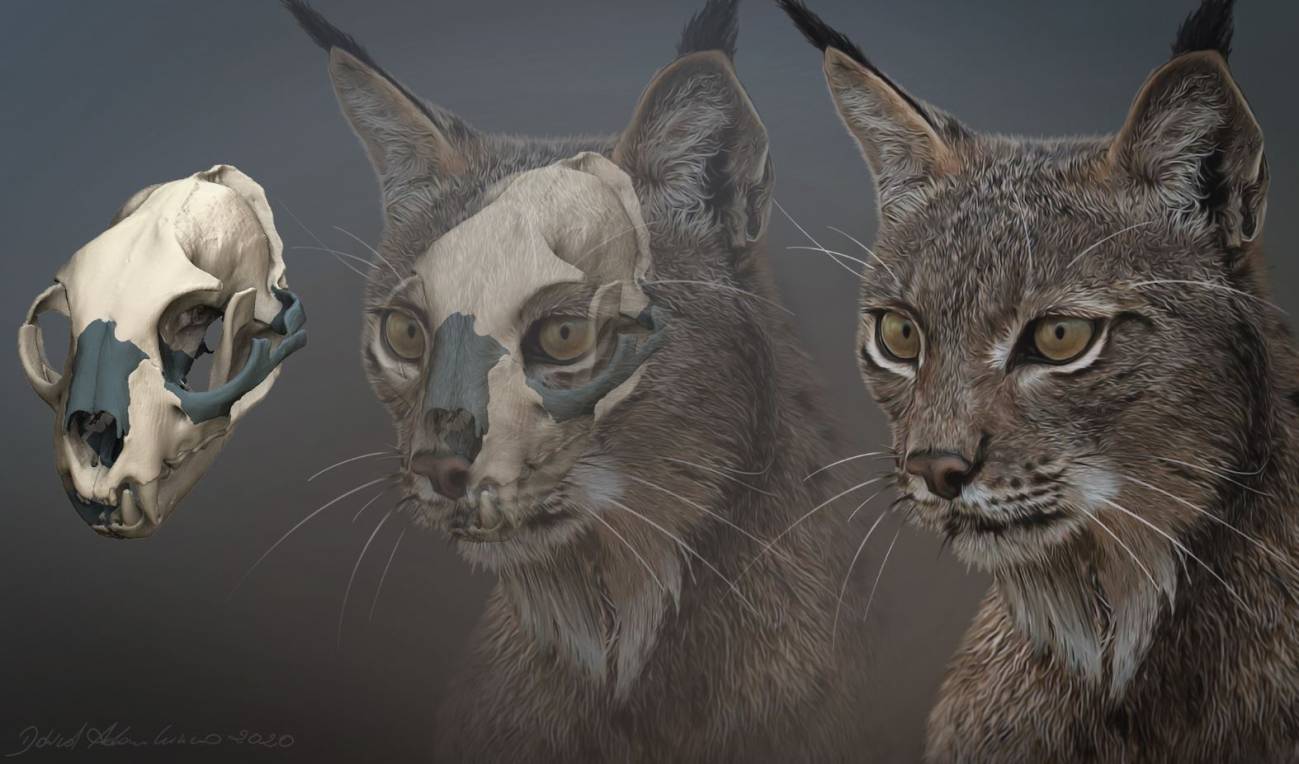 Reconstrucción lince ibérico