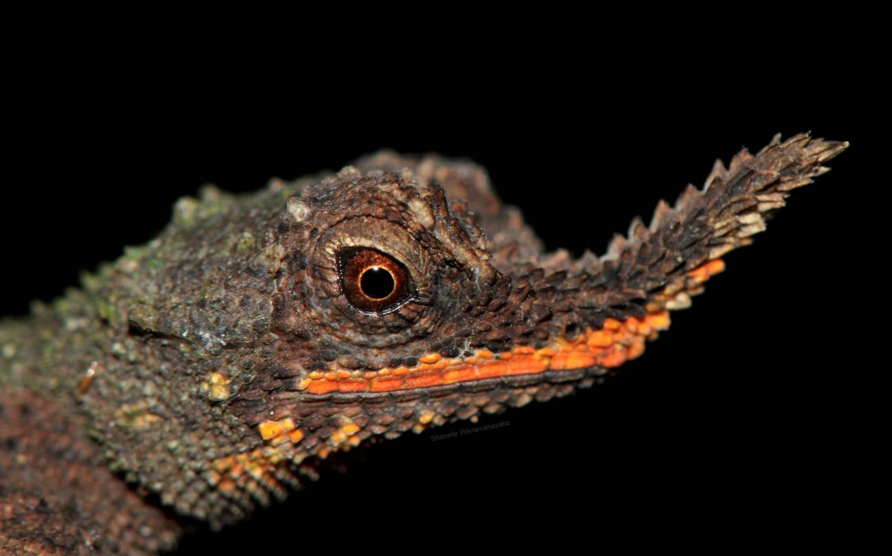 Lagarto cornudo de nariz áspera