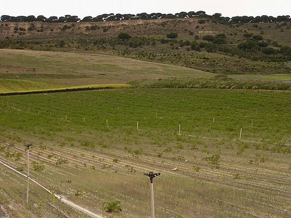 El arsénico de las aguas de riego se transfiere a los cultivos