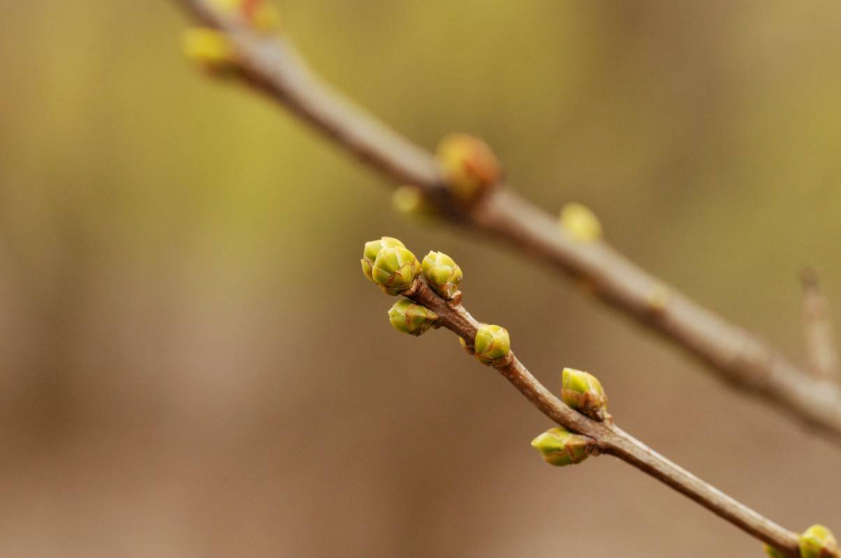 Brotes de lilas