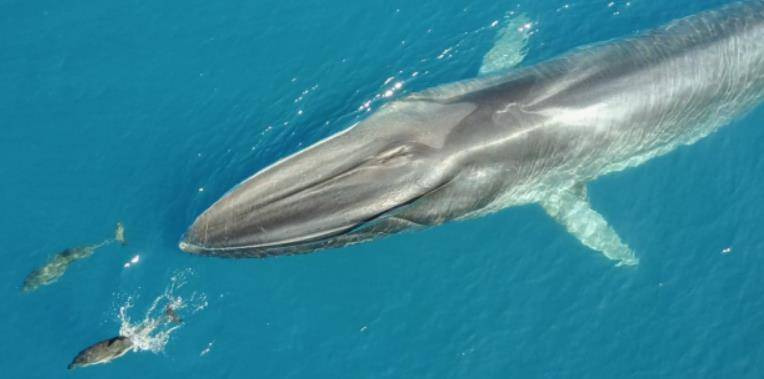 El aumento de rorcuales comunes frena la acumulación de CO2 en el mar