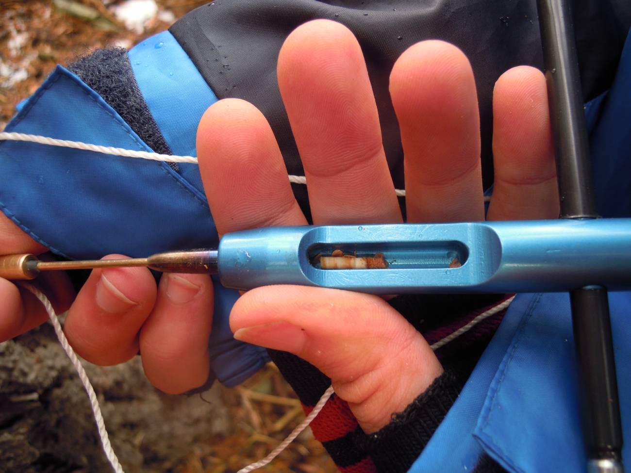 El aumento de temperaturas reduce la capacidad de los árboles para absorber CO2 