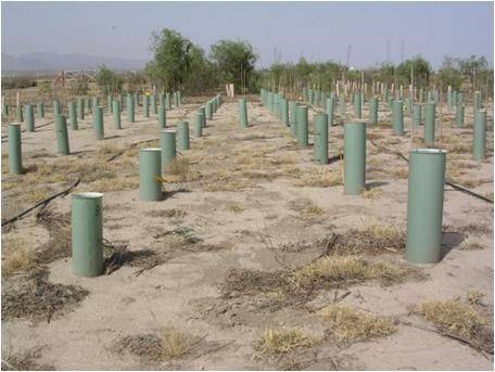 Parcela de ensayo con ambos tratamientos: plantación profunda (izquierda) y superficial (derecha). Foto: Juan A. Oliet