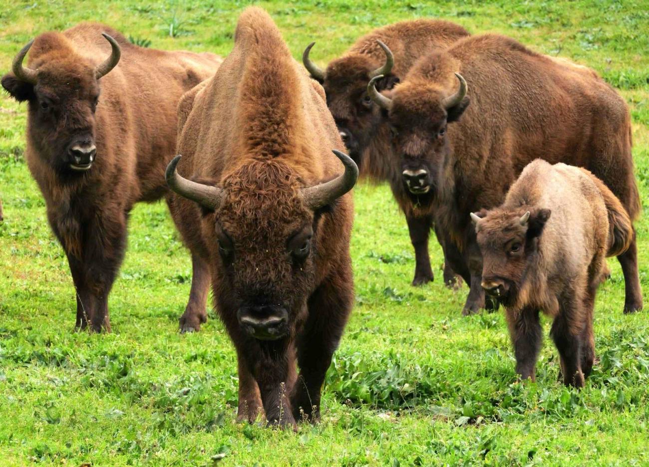 Bisontes europeos en El Encinarejo (Sierra de Andújar, Jaén). / Jordi Bartolomé