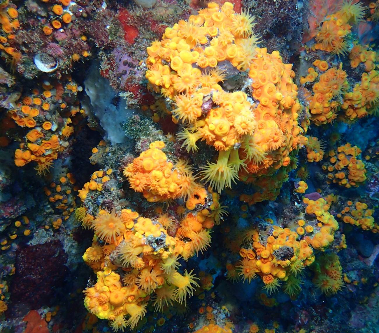 Astroides calycularis