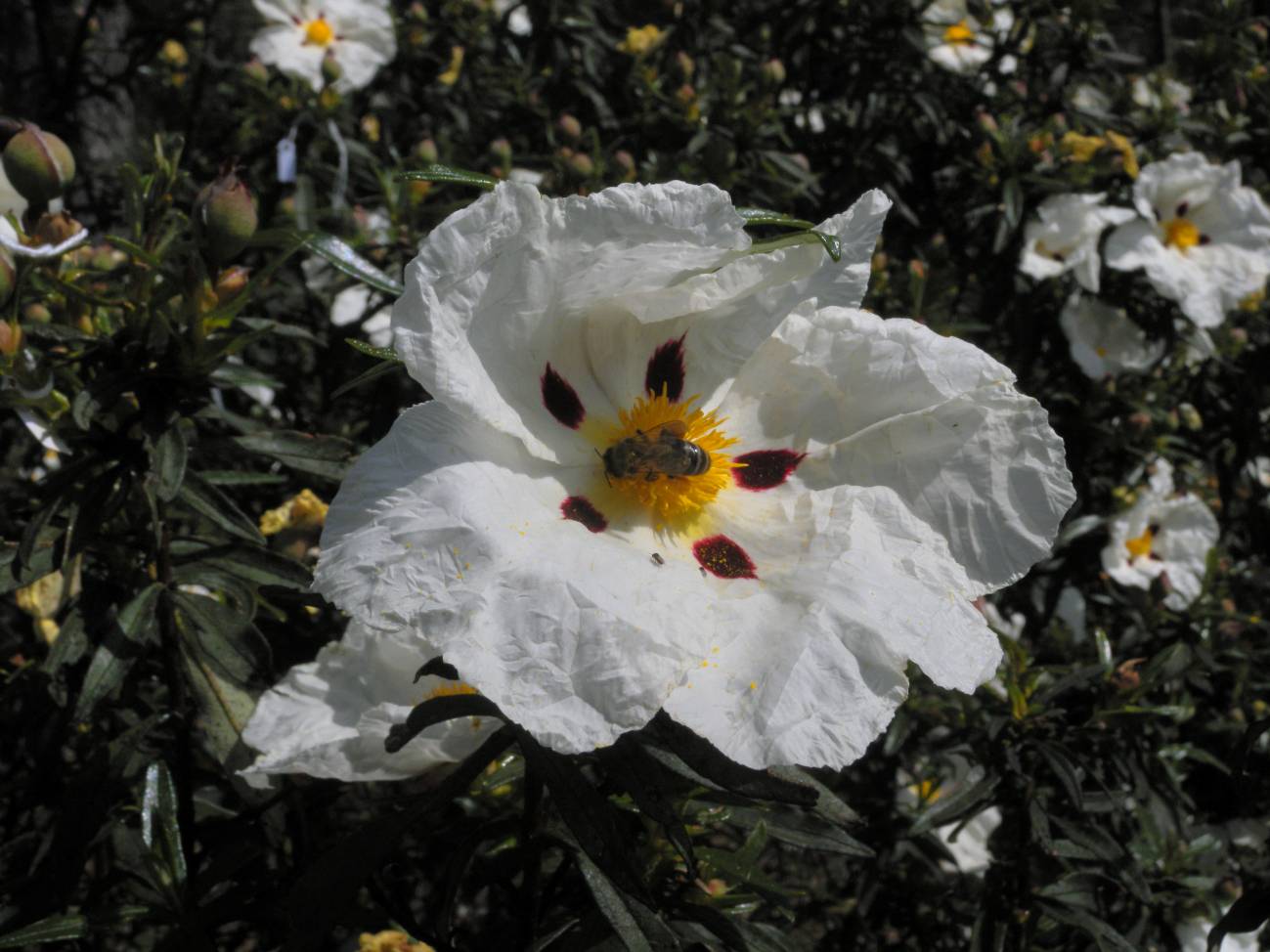 El calentamiento global pone en riesgo a las plantas de flores grandes