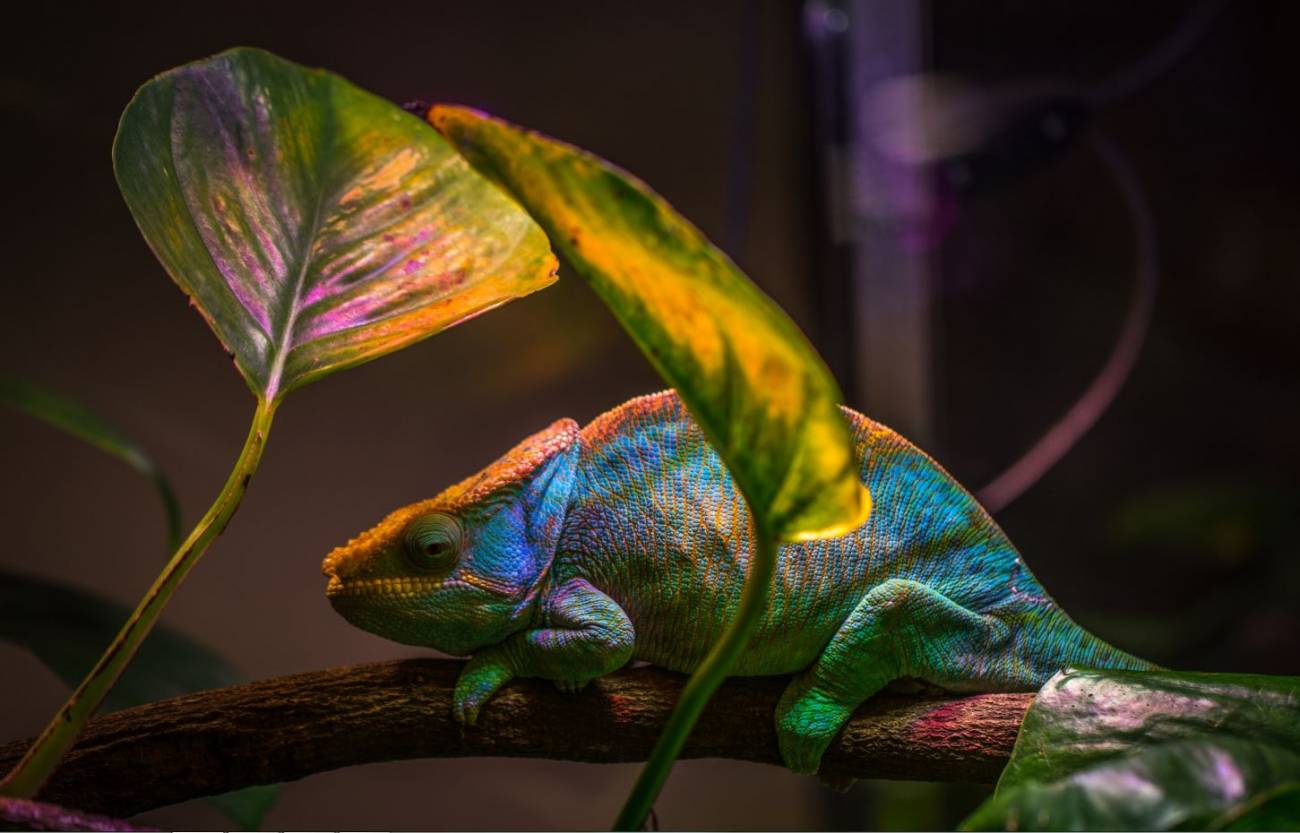 El camaleón inspira un nuevo nanoláser que cambia de color