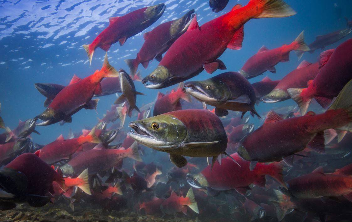 El cambio climático altera el ciclo vital de los salmones rojos del Pacífico 