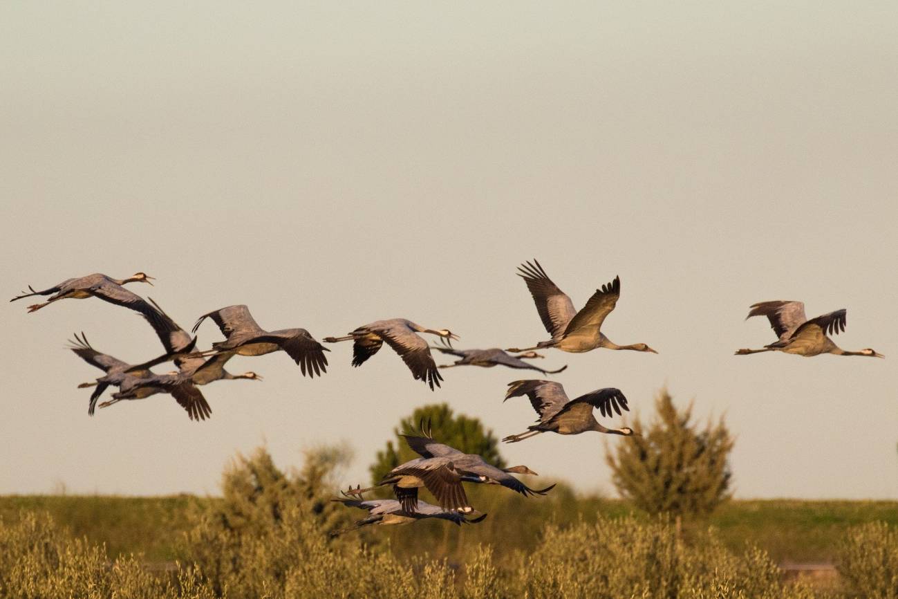 Grullas volando