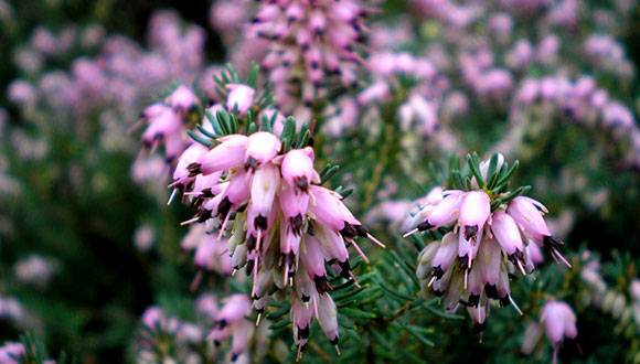 Erica Multiflora (Brezo de invierno)