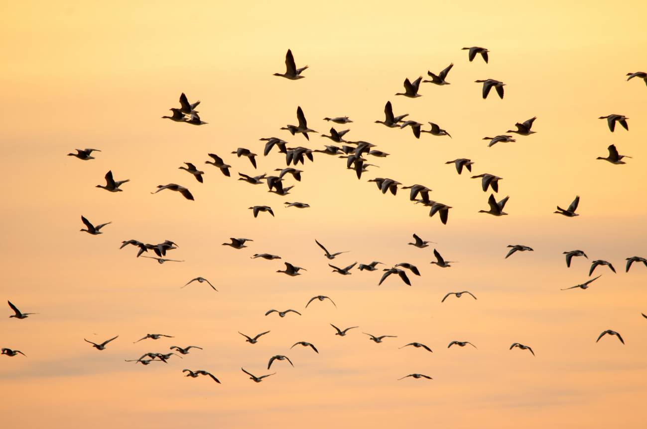 El cambio climático desplaza las zonas de invernada de las aves migratorias 