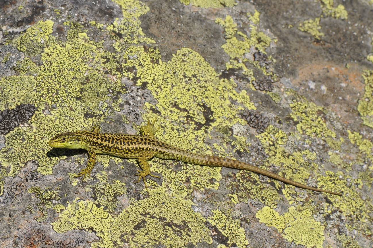 Lagartija carpetana (Iberolacerta cyreni) en el nuevo Parque Nacional de las Cumbres de la Sierra de Guadarrama, amenazado por el calentamiento global. / EOL