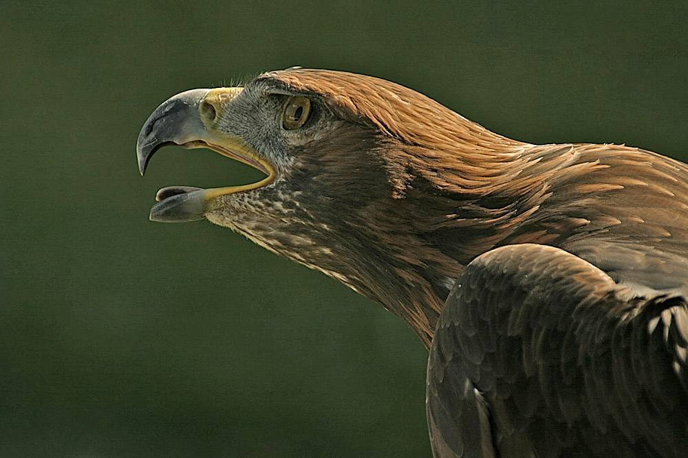 El cambio climático favorece la dispersión de un virus letal para las rapaces