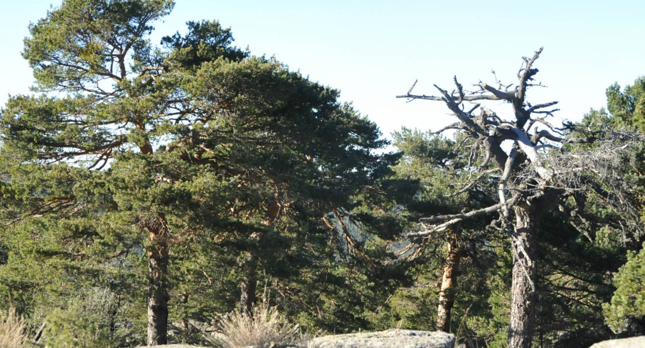 Pinos silvestres en la vertiente madrileña de la Sierra de Guadarrama. / CSIC