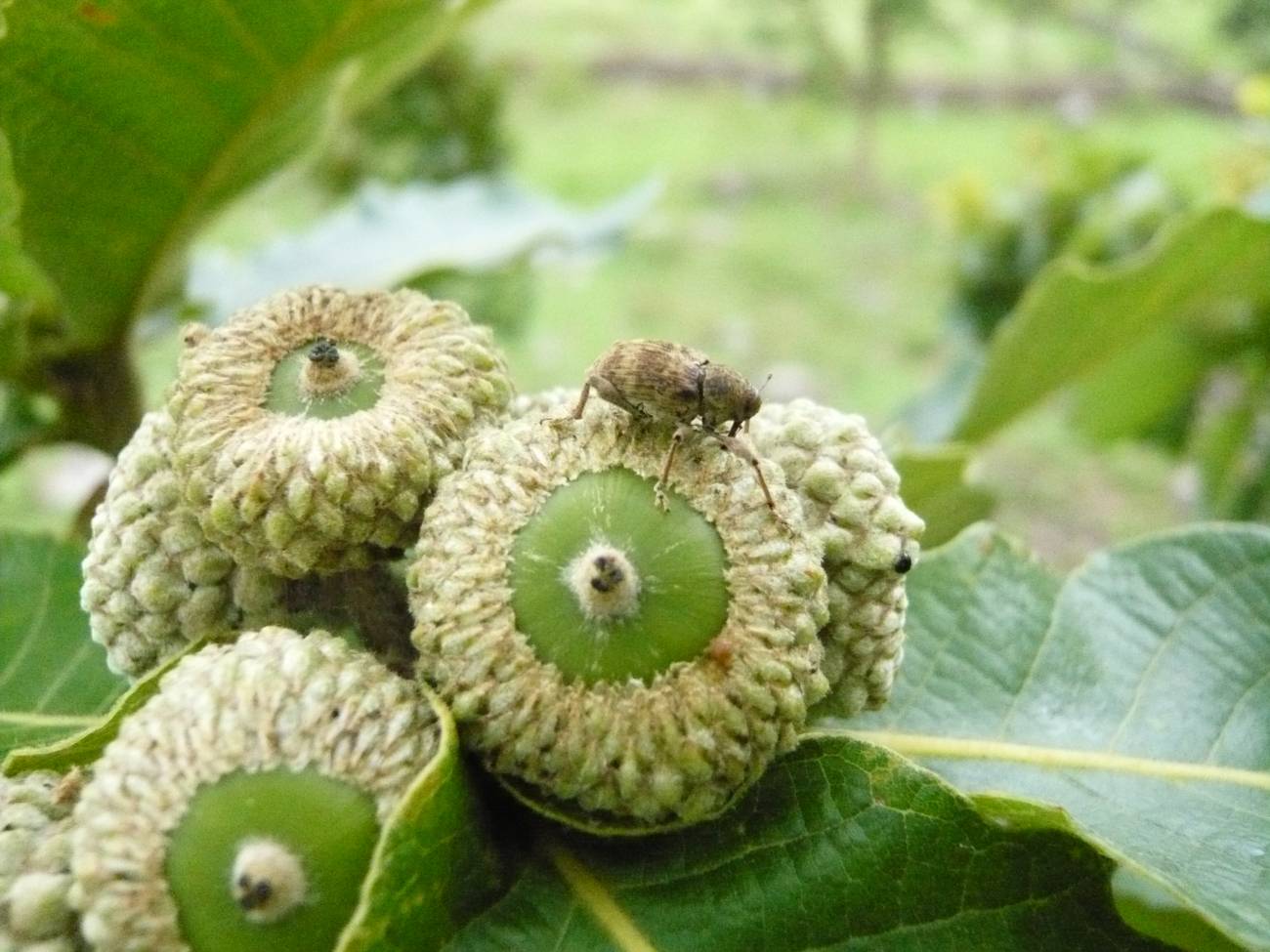 El cambio climático reduce el número de machos de gorgojos de las bellotas