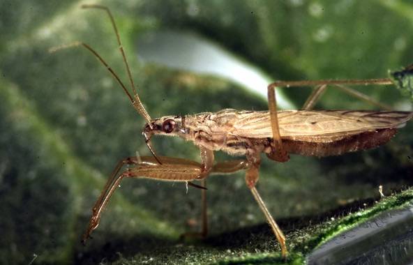 El canibalismo en insectos mejora su capacidad depredadora 