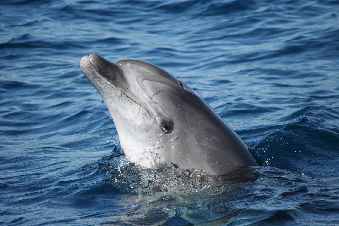 El cerebro de los delfines del mar de Alborán está contaminado por retardantes de llama