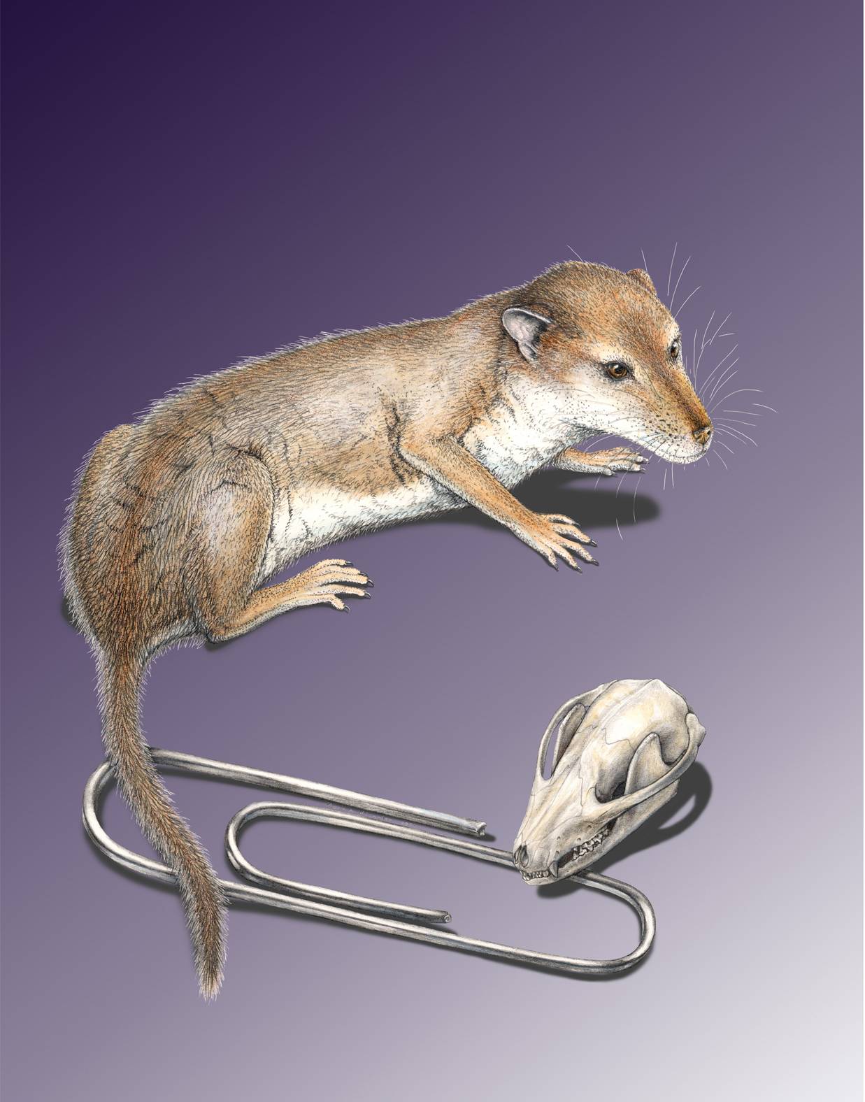 El cerebro de los grandes mamíferos evolucionó por el olfato y el tacto