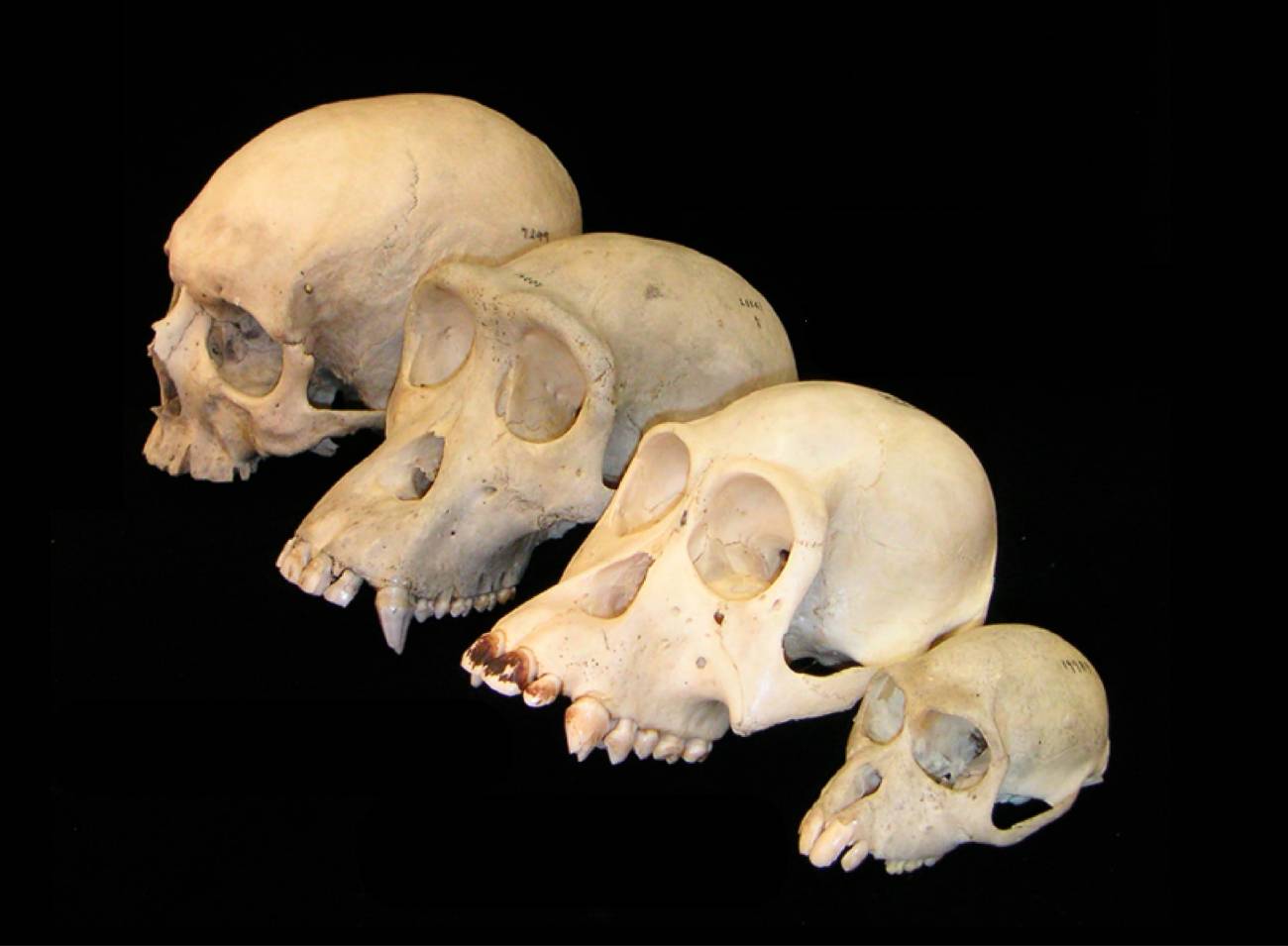 El cerebro de los primates creció más tarde que el cuerpo, y aumentó más de lo esperado