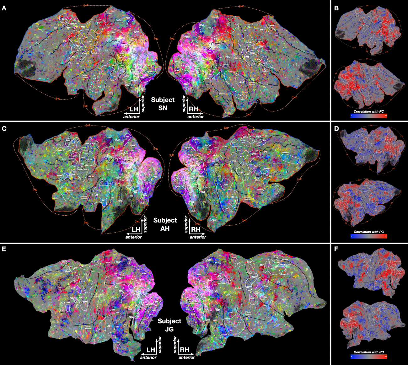 El cerebro organiza los conceptos de manera continua