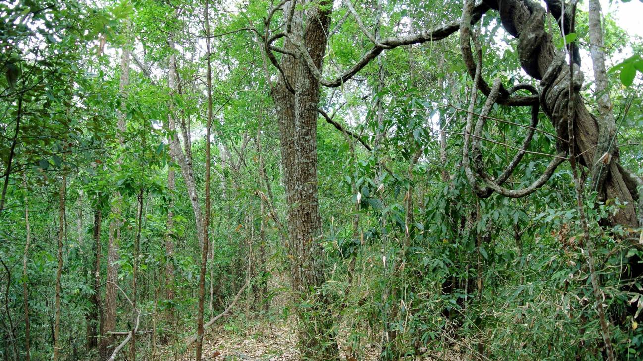 bosque mediterráneo