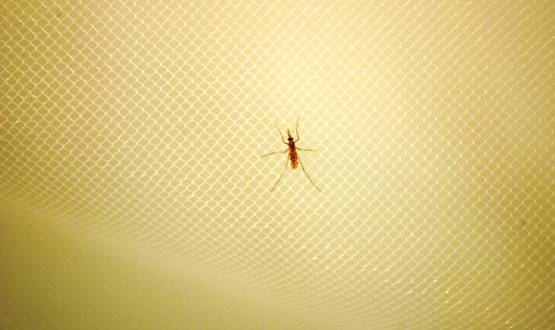 Mosquito malaria