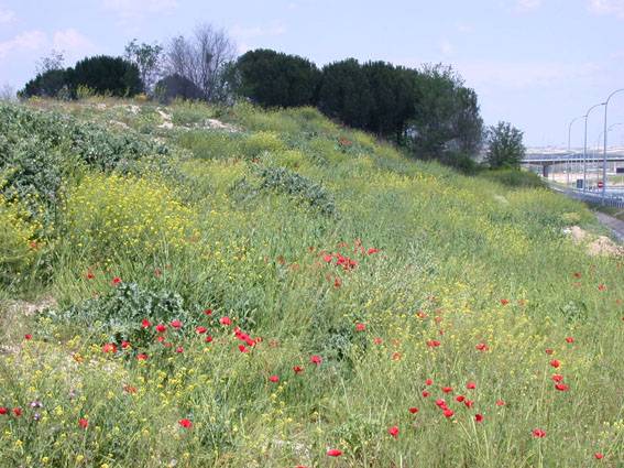 El clima seco influye en la extensión de las plantas que crecen en los bordes de las carreteras