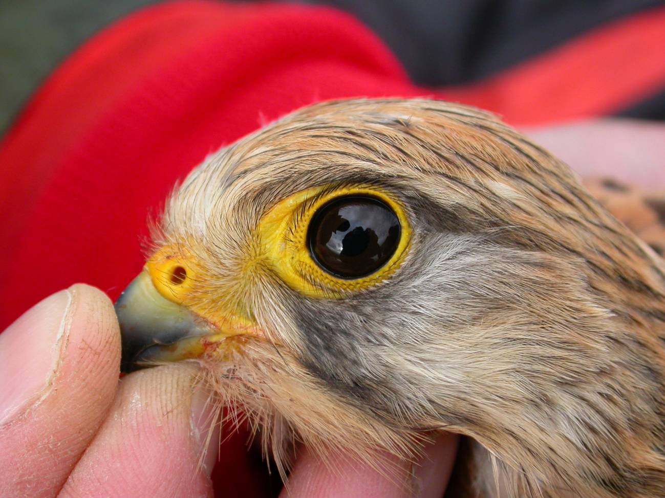 El color de la piel de las aves tiene un componente hereditario 