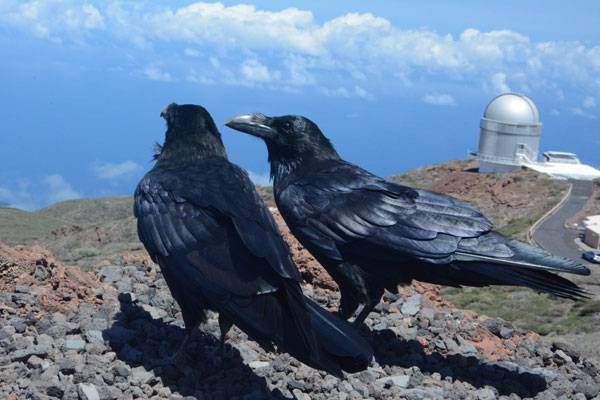El color oscuro del plumaje limita la distribución espacial de las aves 