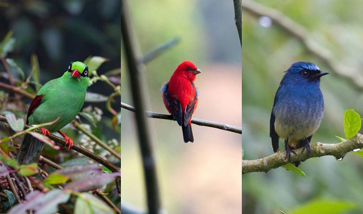 El colorido plumaje de los pájaros cantores los hace vulnerables al comercio de especies