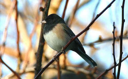 El comportamiento migratorio favorece que las aves tengan cerebros más pequeños