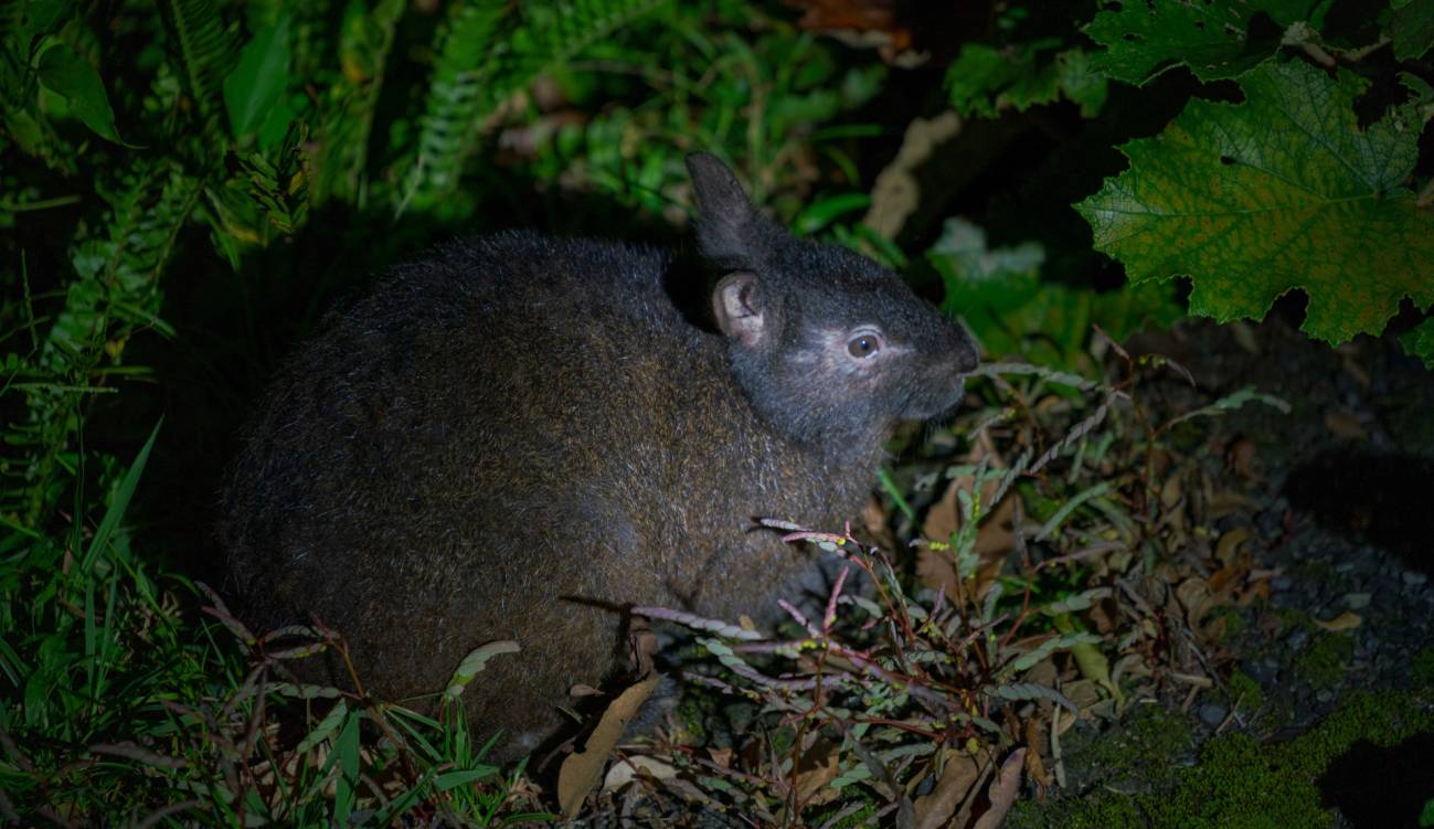 El conejo de Amami, un animal en peligro que protege a otras especies de la extinción