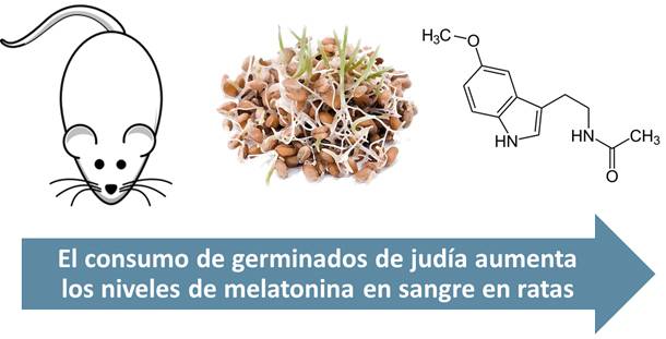 El consumo de germinados de judía aumenta los niveles de melatonina en sangre